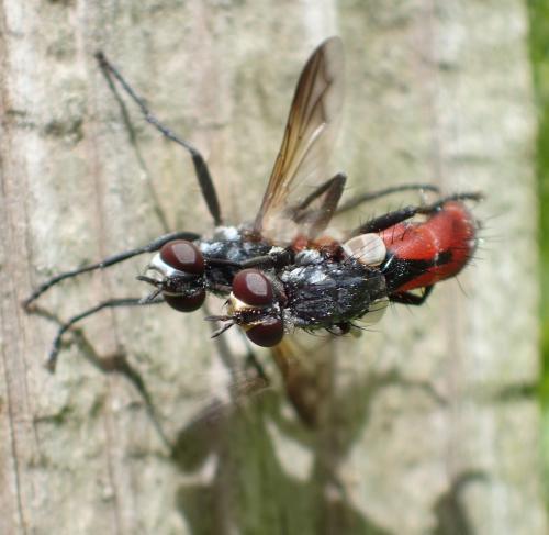 Réf. 186 373 : Cylindromyia bicolor